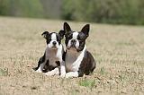 BOSTON TERRIER 243